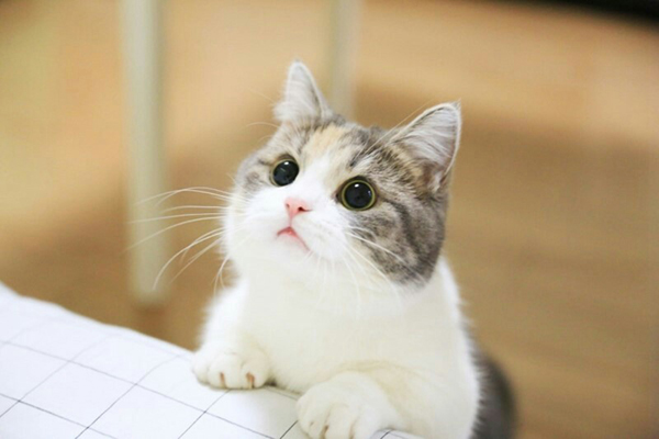 고양이1